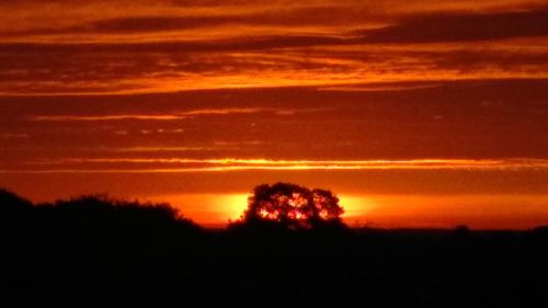 Silhouette trees against scenic sky