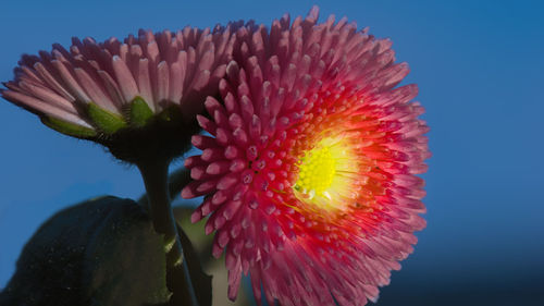 Close-up of red flowers