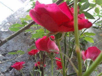 Close-up of red flowers blooming outdoors