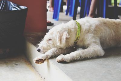 Close-up of a dog lying on floor