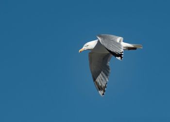 Low angle view of seagull flying