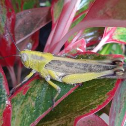 Close-up of insect on leaf