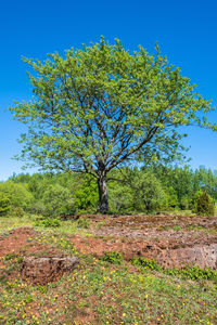 Tree on field against clear blue sky