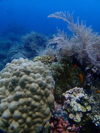 Close-up of coral in sea