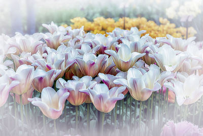 Close-up of white flowers