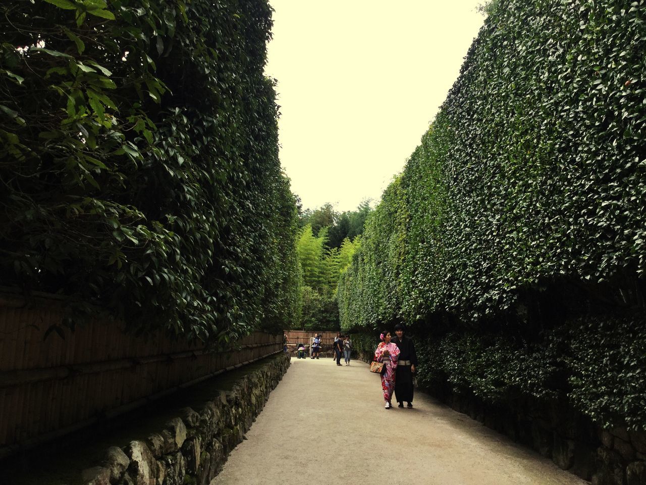 tree, the way forward, lifestyles, clear sky, walking, person, leisure activity, men, footpath, pathway, railing, rear view, diminishing perspective, walkway, growth, park - man made space, built structure, vanishing point