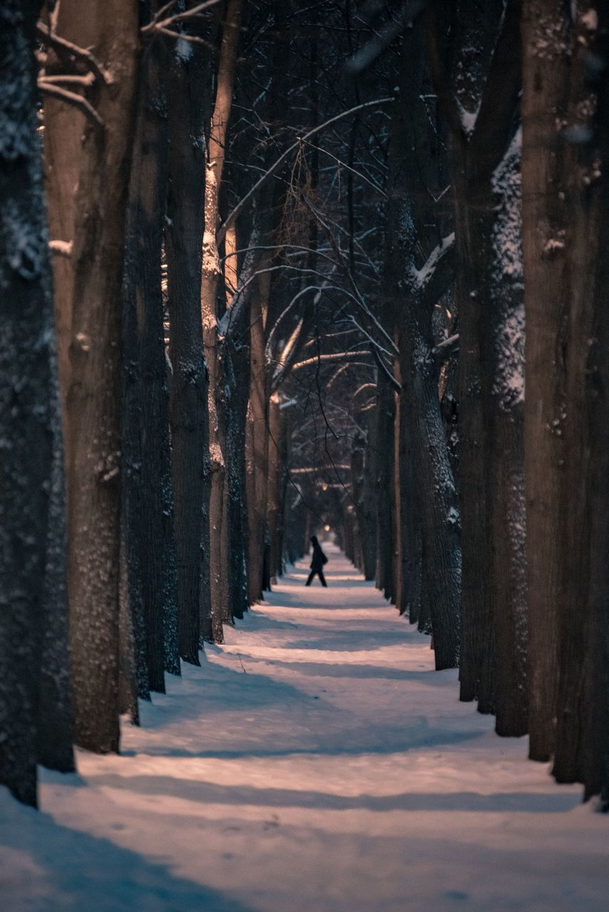 direction, the way forward, one person, tree, real people, architecture, diminishing perspective, full length, walking, footpath, rear view, nature, built structure, leisure activity, lifestyles, in a row, plant, day, outdoors, treelined, architectural column