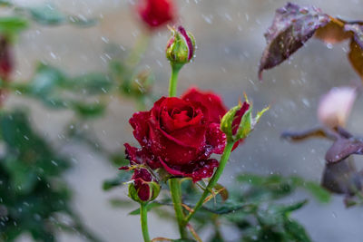 Close-up of wet red rose in rainy season