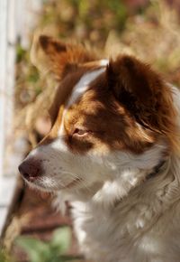 Close-up of dog