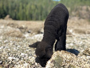 Close-up of a horse on field