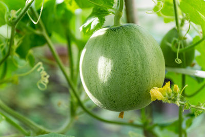 Close-up of fruit growing on tree