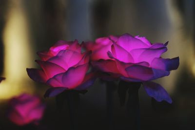 Close-up of pink flowers blooming outdoors