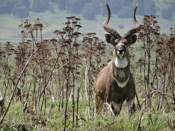 Portrait of gazelle amidst plants on field