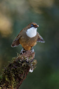 Close-up of bird perching on branch