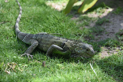 Close-up of lizard on grass