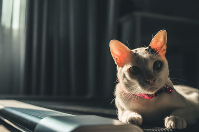 Close-up of cat looking away