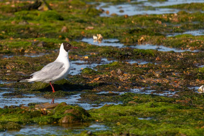 Seagull perching on a land