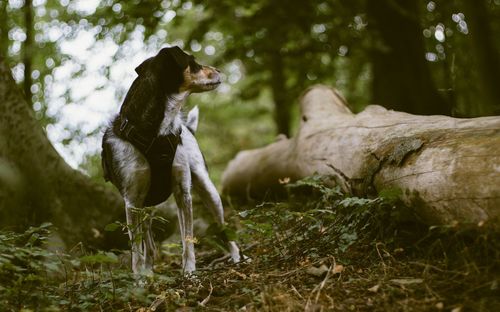 Dog sitting on field in a forest