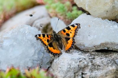 Close-up of butterfly on leaf