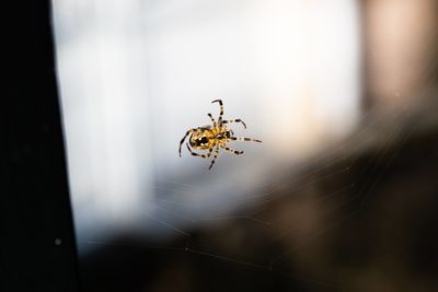 Close-up of spider on web