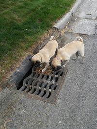 High angle view of dog on road