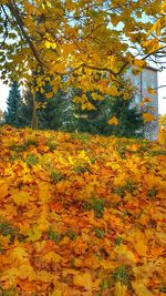 Autumn leaves on tree trunk