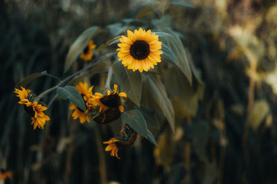 Sunflowers at the end of summertime