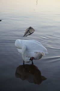 Swan swimming in lake