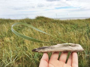 Cropped hand holding wood with grass against cloudy sky