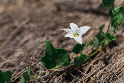 Close-up of white flowering plant on field