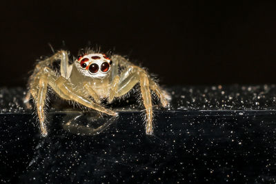 Close-up of spider