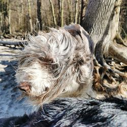 Close-up of a dog on tree trunk