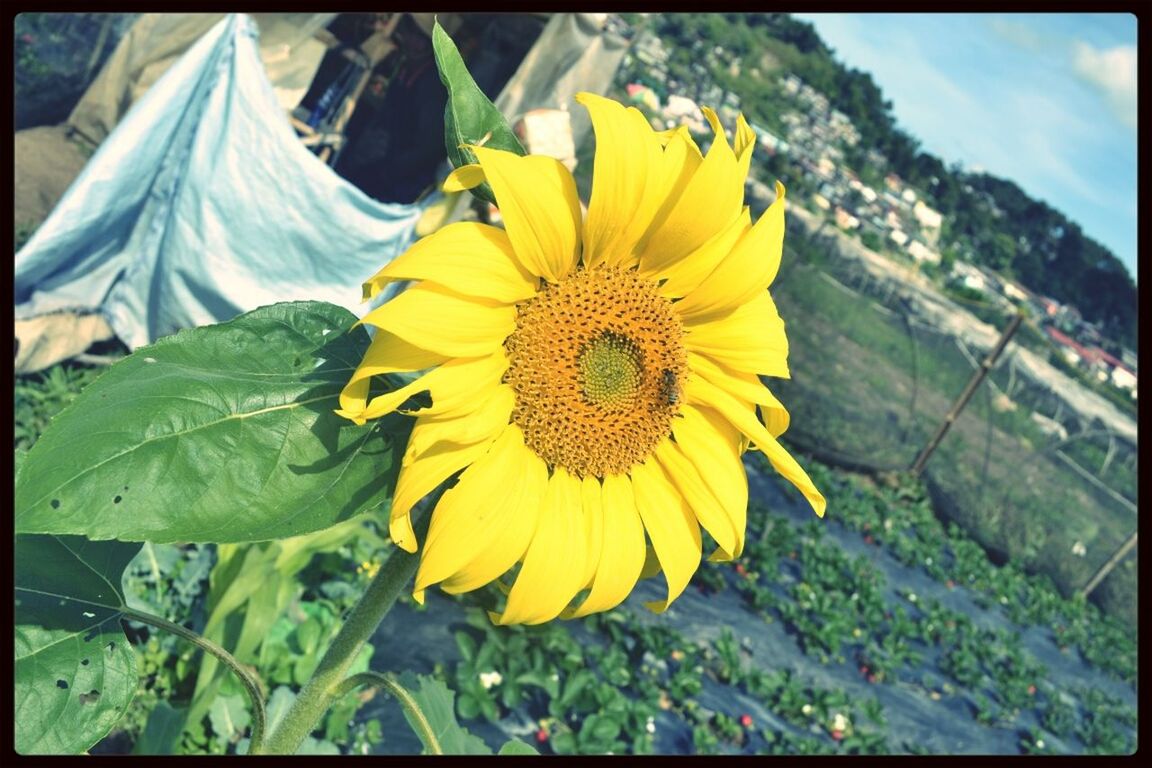 transfer print, yellow, flower, fragility, freshness, auto post production filter, petal, flower head, growth, beauty in nature, plant, sunflower, blooming, field, nature, close-up, leaf, outdoors, day, sky