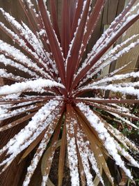 Full frame shot of snow covered plants