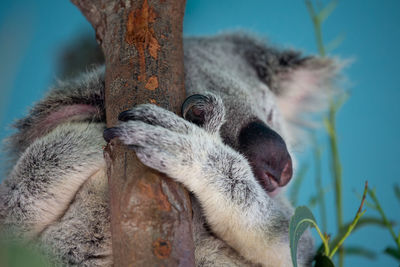 A must-see zoo. they looks ok but i can't help myself thinking about their situation in a small area