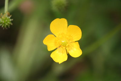 Close-up of yellow flower blooming outdoors