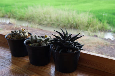 Close-up of potted plant on table