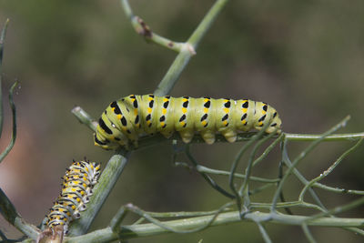 Close-up of insect on leaf