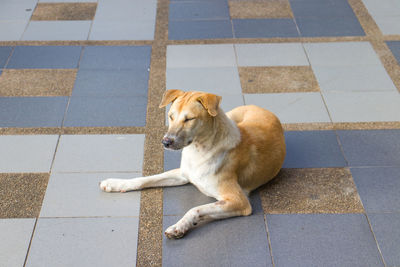 High angle view of dog sitting on footpath