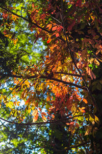 Low angle view of tree during autumn