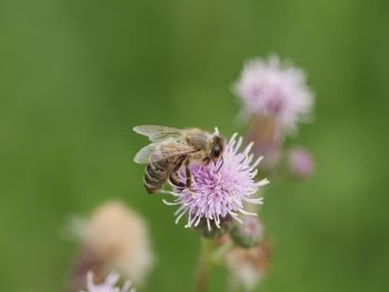 Close-up of bee pollinating on flower