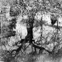 Reflection of trees in puddle