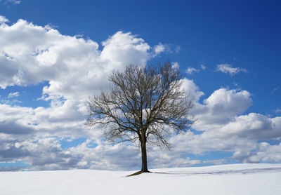 Bare tree on snow field against sky