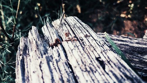 Close-up of tree trunk