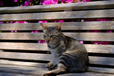 Cat sitting on wood