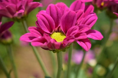 Close-up of pink flowers blooming outdoors