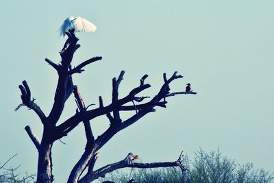 Bare tree against sky