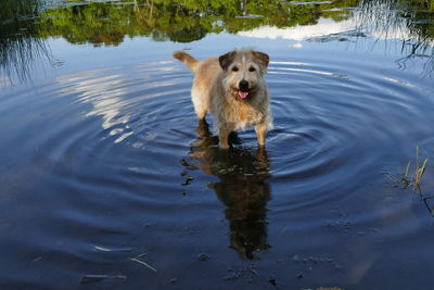 Dog in a lake