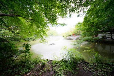 River amidst trees in forest