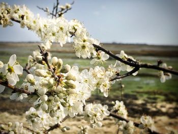 Close-up of white cherry blossoms in spring